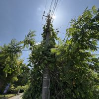 宍粟市山崎町　草刈りのご相談　ありがとうございました。