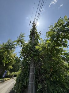Read more about the article 宍粟市山崎町　草刈りのご相談　ありがとうございました。
